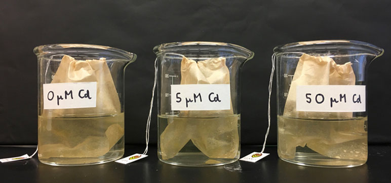 Three labeled beakers with bag filled beads in solution