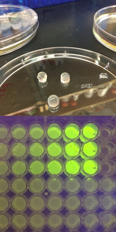 Top half of image depicts beads on petri dish and lower half shows green assay plate