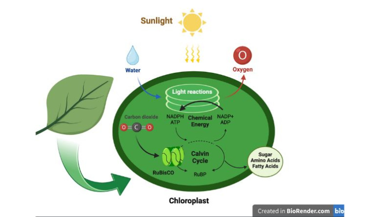 Diagram of photosynthesis in chloroplast of leaf