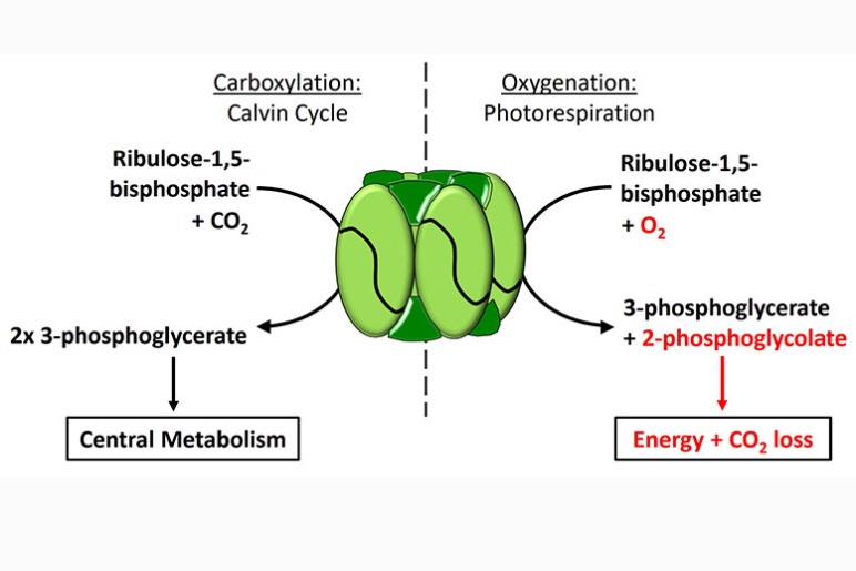 schematic that describes RuBisCO with a green circle on top of a leafy plant
