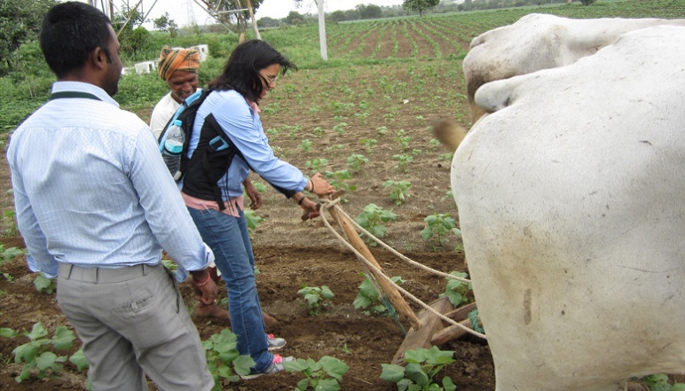 Researcher holding plow behind two cows