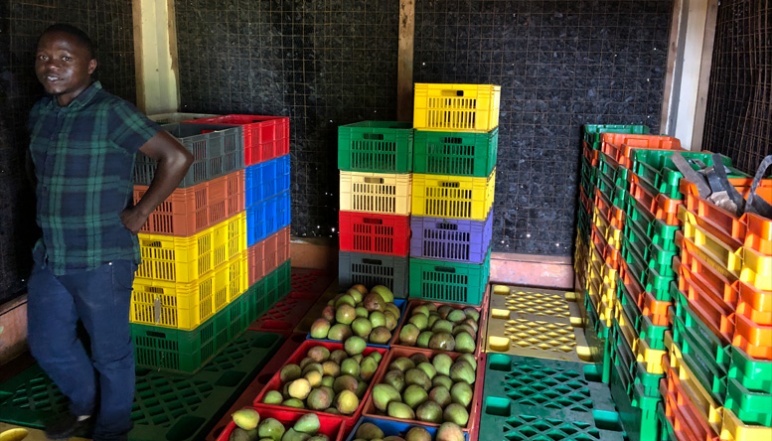 Amwoka inside of charcoal ECC storing mangos in colorful crates