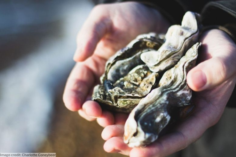 White hands holding oyster shells