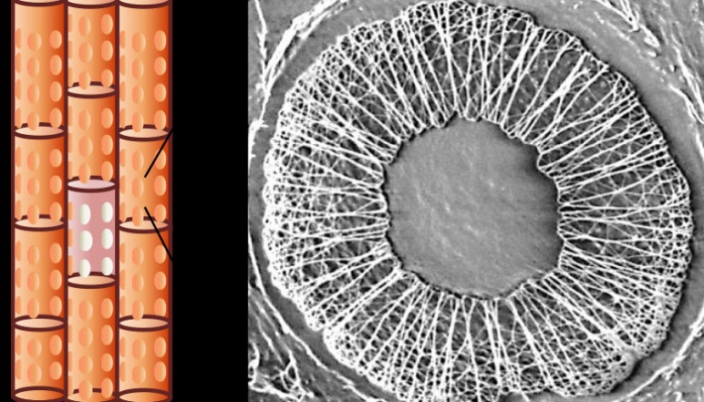 Left side depicts cartoon version of Xylem and the right side shows a cross slice of the material