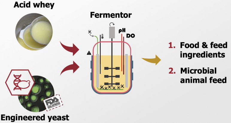 Diagram of acid whey, engineered yeast, and fermentor.