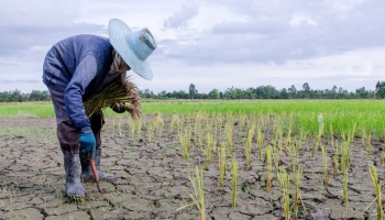 Farmer planting in dry rice patty with large blue hat