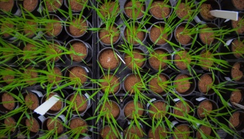 overhead shot of plants in a lab
