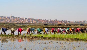 Women farming in flooded field
