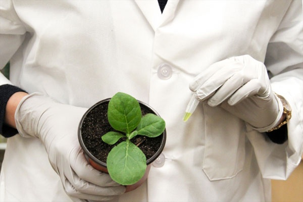 Gloved hands of a researcher holding a young plant specimen in one hand and a pipet in the other.