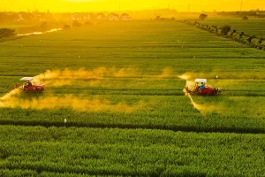 Two tractors spray pesticides over a vast, lush green rice field at sunset.