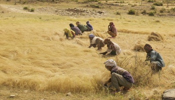 Men and women harvest the Ethiopian staple grain teff in a roadside field between Axum and Adwa in Northern Ethiopia.