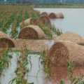 Hay barrels in a flooded agricultural field