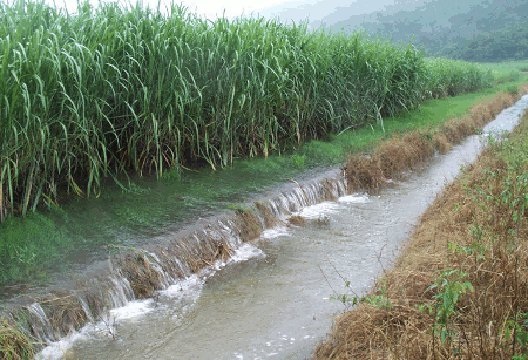 Sugarcane field with runoff 