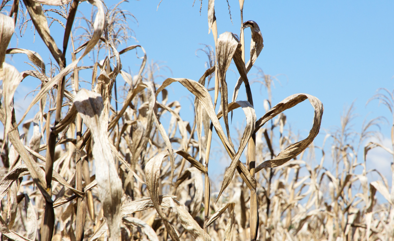 dried cornstalks in a field with a blue sky