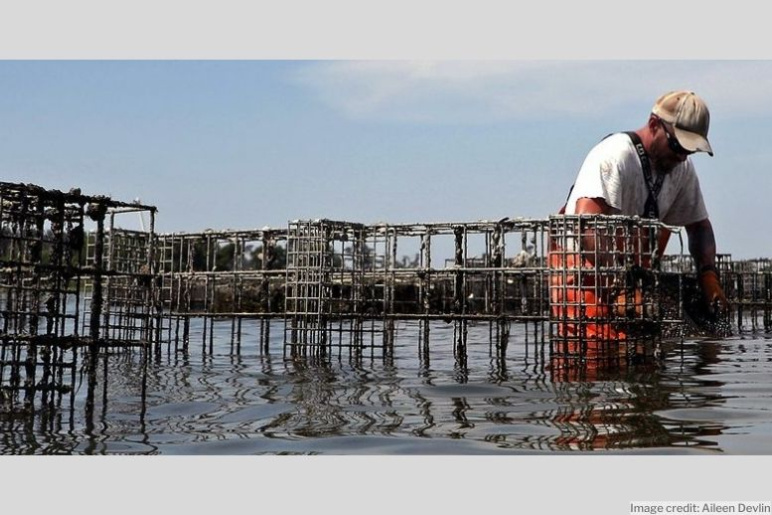 graphic of shellfishing traps coming out of body of water, man to the right handling traps