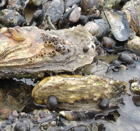 Oysters in water