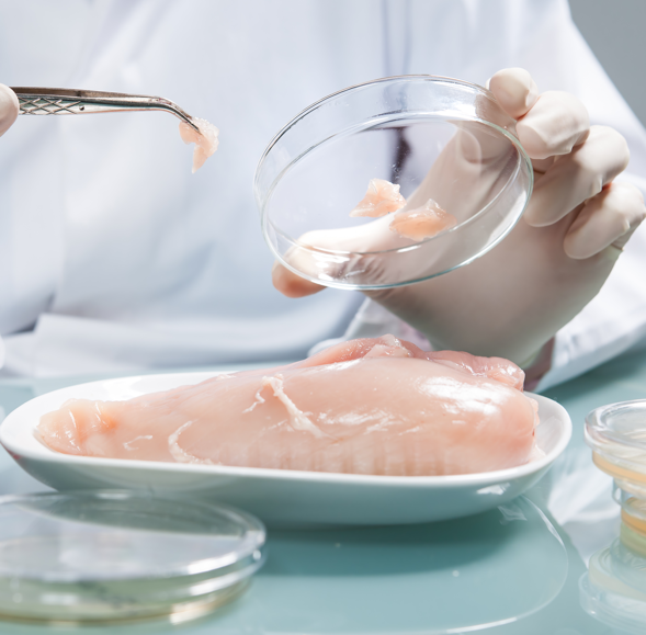 Scientist putting raw chicken into petri dish