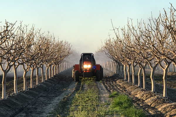 Tractor spraying almond tree with pesticides