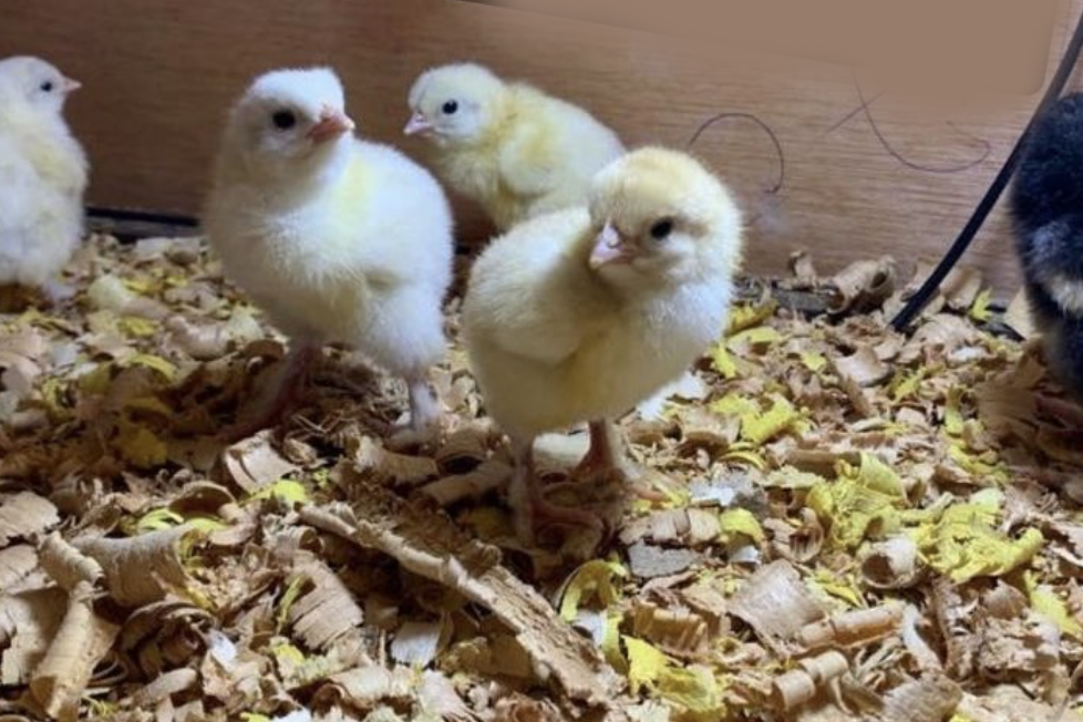 Chicks inside wooden brooder box