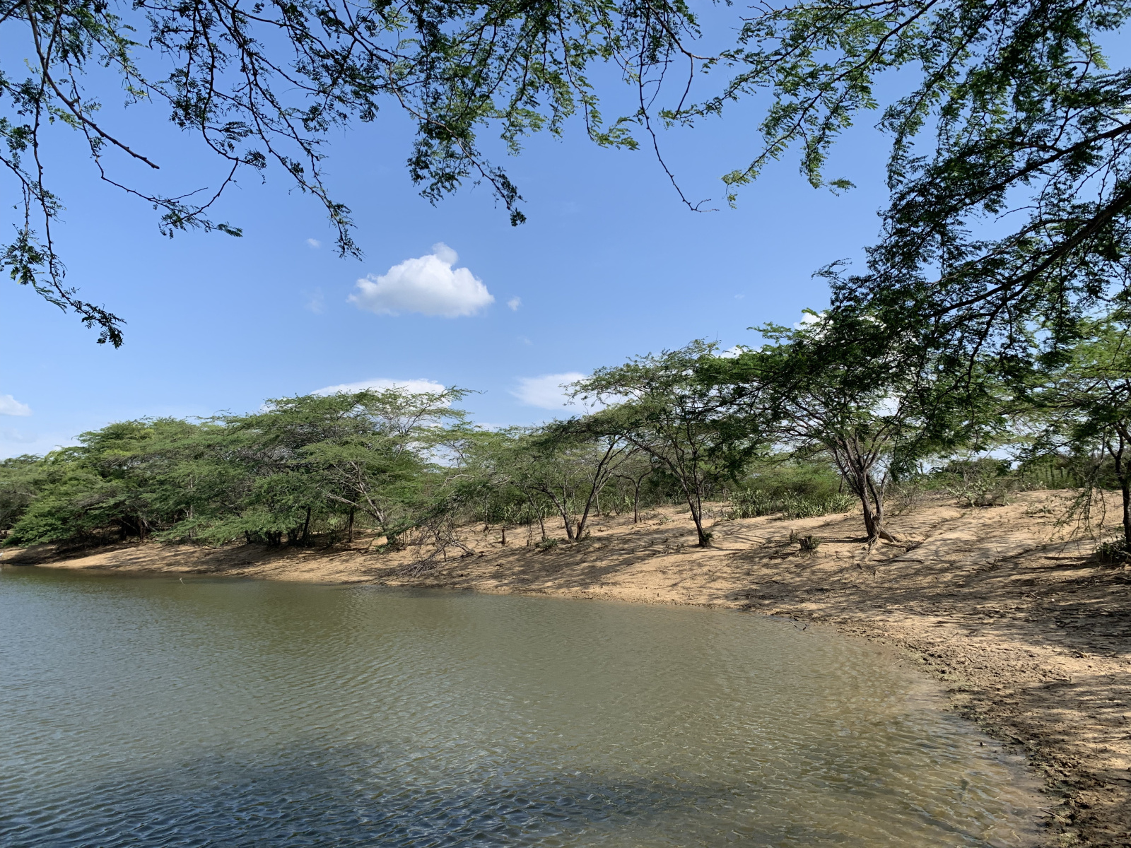 The shoreline of a large body of water. Sparse trees line the beach