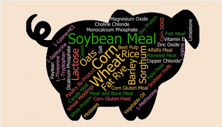 A graphic of a pig with the names of possible feed ingredients inside