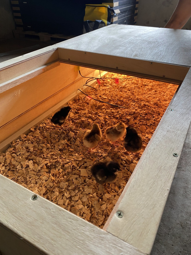 Chicks inside of brooding box prototype