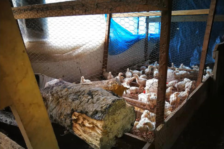 Chicks in a brooder heated by firewood