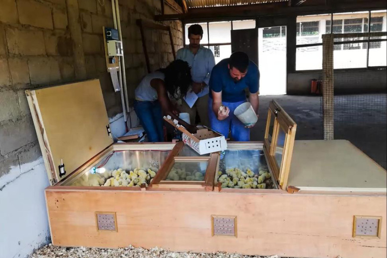 People working on an upgraded chicken brooder -- wooden box enclosure with chicks inside
