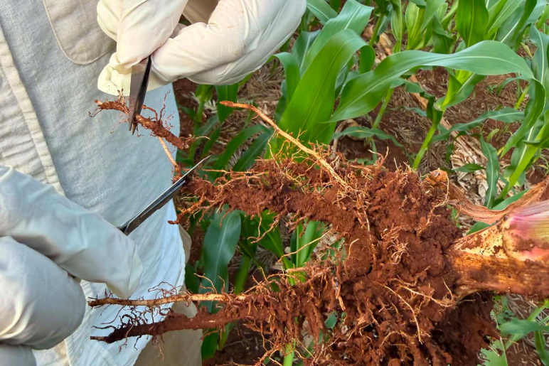 Close up of the roots of a maize plant with someone's hands holding tweezers, inspecting the roots