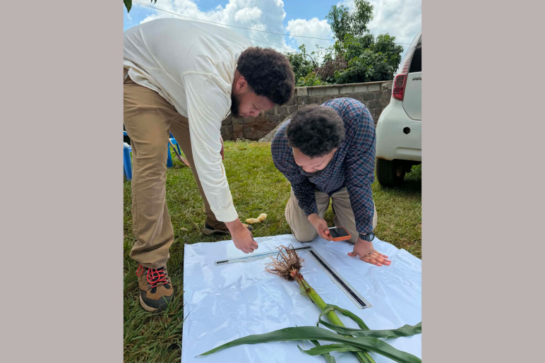 Researchers Miles George (Left) and Malik George (right) lean over a maize plant and its roots that is outside on the ground