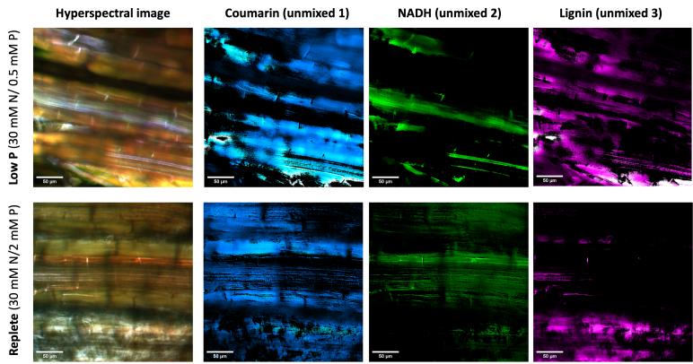 Plant roots shown under a microscope, dyed with different colors to indicate different environmental stresses