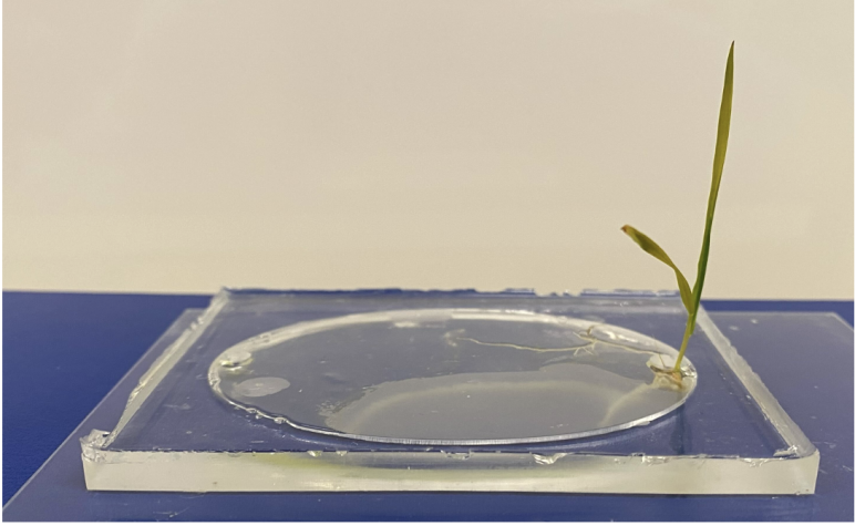Petri dish with a small plant sprouting out