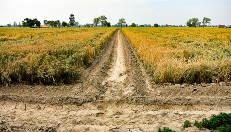 A dirt path flanked by wheat fields
