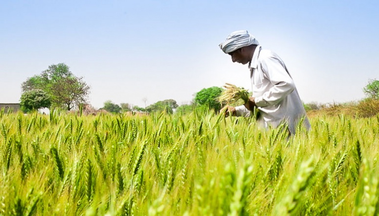 A smallholder farmer tending to his fields