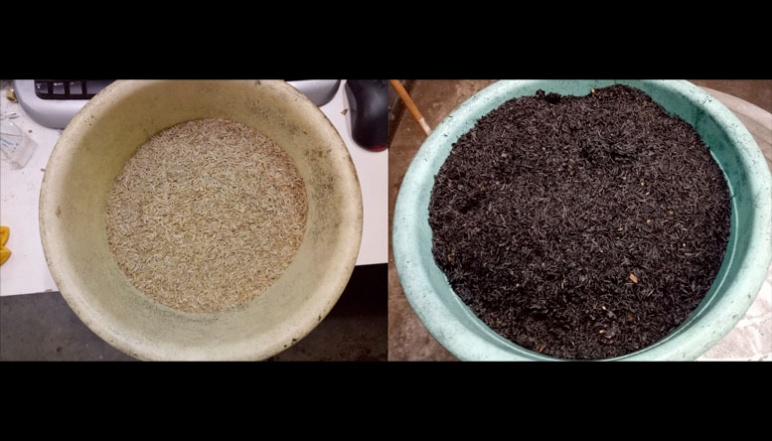 Raw light colored rice husks on left compared to dark, torrefied rice husks on left