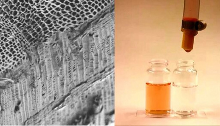 Left depicts zoom in on xylem fibers and right side shows a vial of dirty water next to a vial of clean, filtered water