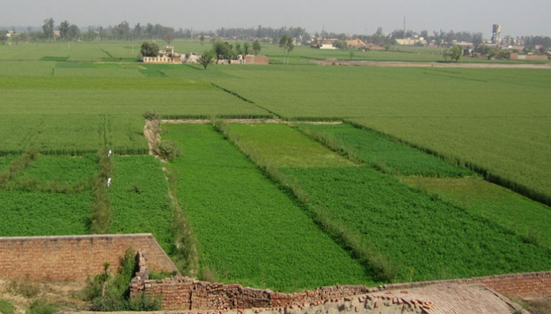 View of a lush green agriculture fields in Punjab, India