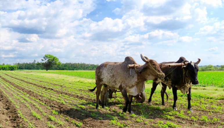 Two cows pulling plow under blue skies