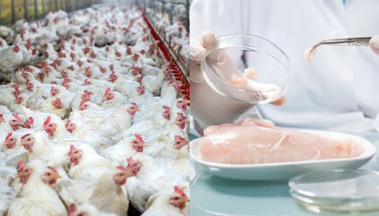 Left half depicts overcrowded chicken coop and right half depicts a scientist putting raw chicken in a petri dish