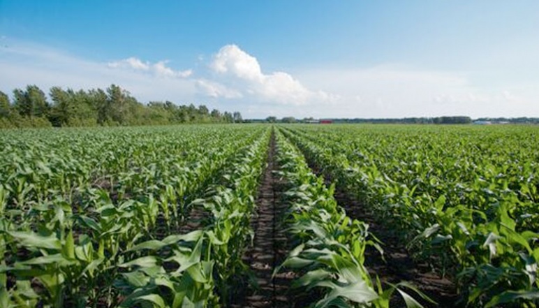 Corn field