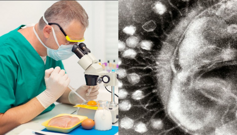 Left depicts scientiest looking at food under microscope and right depicts a black and white bacterium
