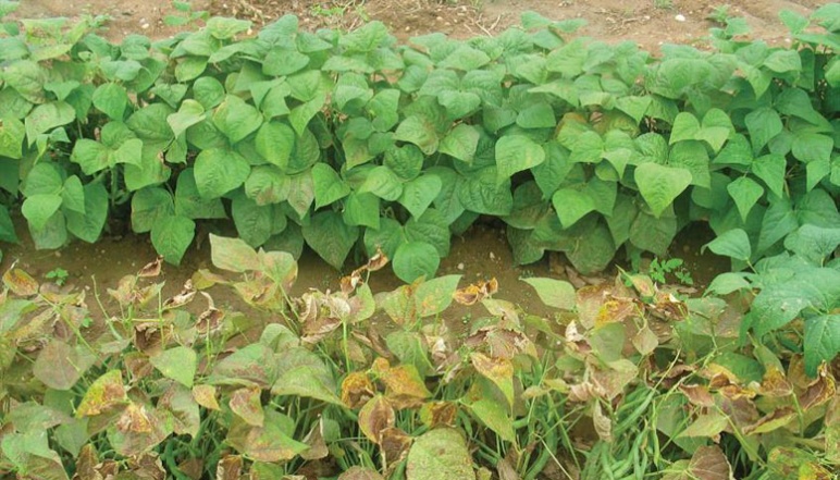 Low growing crops in field