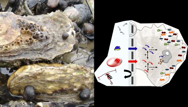 Left depicts oysters and right depicts flow chart for bacteria in aquacutlure