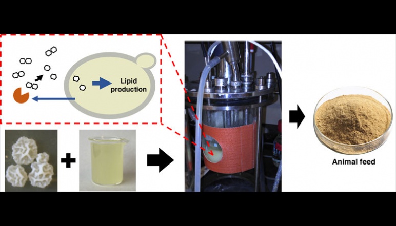 Flow chart of turning acid whey into an animal feed