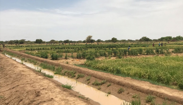 Field of crops with water streaming through sides and farmers working in distance