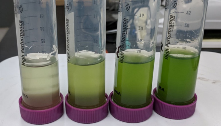 Four connical tubes with green algae samples getting denser and more green as they go down the line