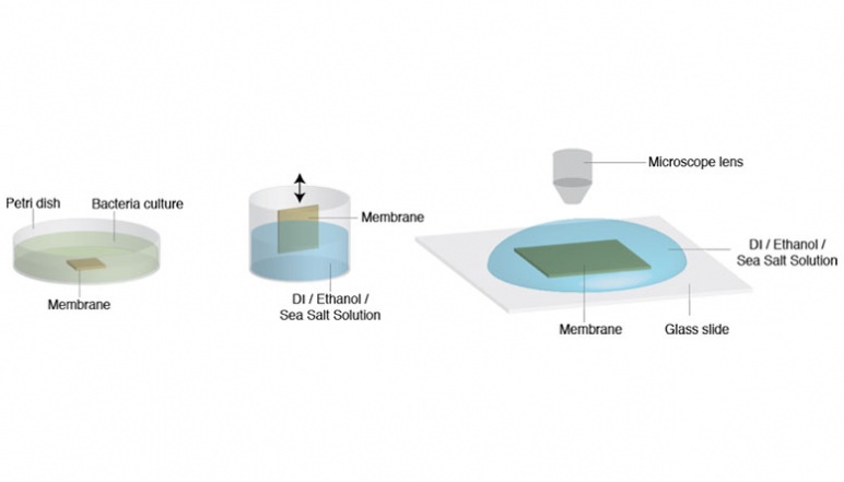 Cartoon flow chart of procedure for biofilm experiments