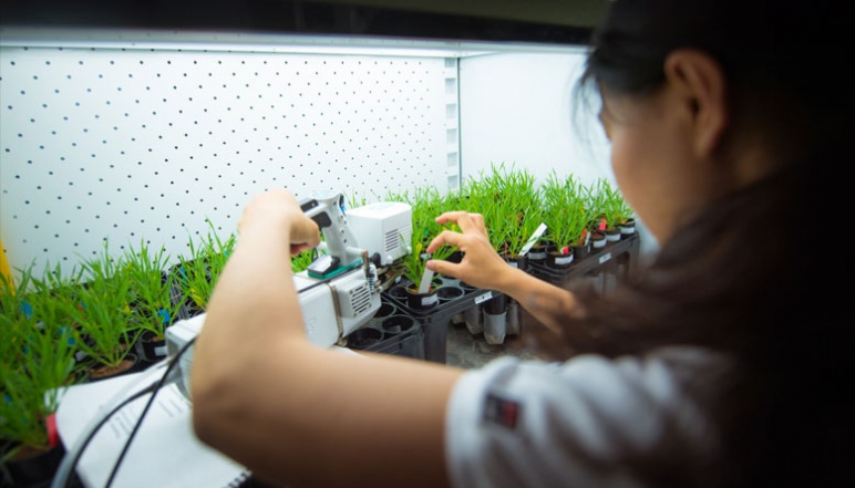 Yun measures rates of photosynthesis on plants