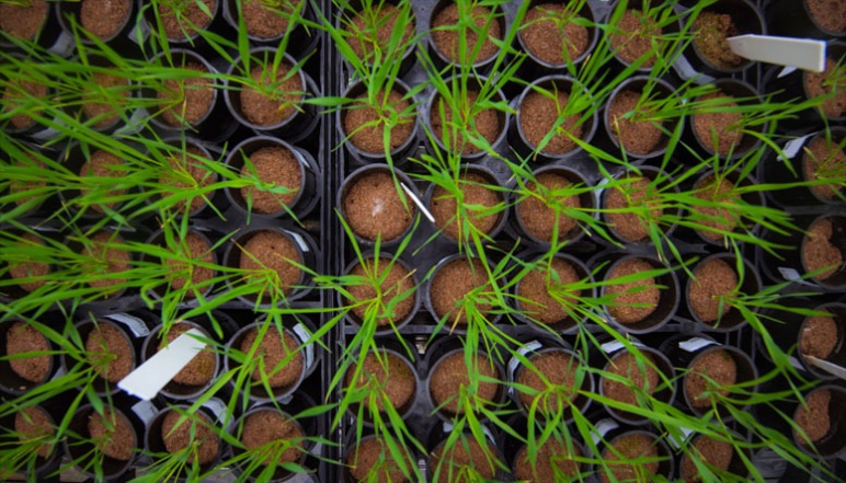 Overhead shot of rows and rows of potted plants