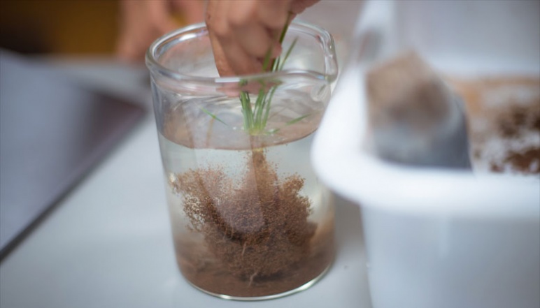 Roots of plant being washed in beaker
